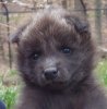 baby wolf.jpg