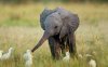 baby elephant.jpg