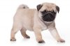 puglet.jpe